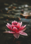 Fleur de lotus pour apaiser les &acirc;mes